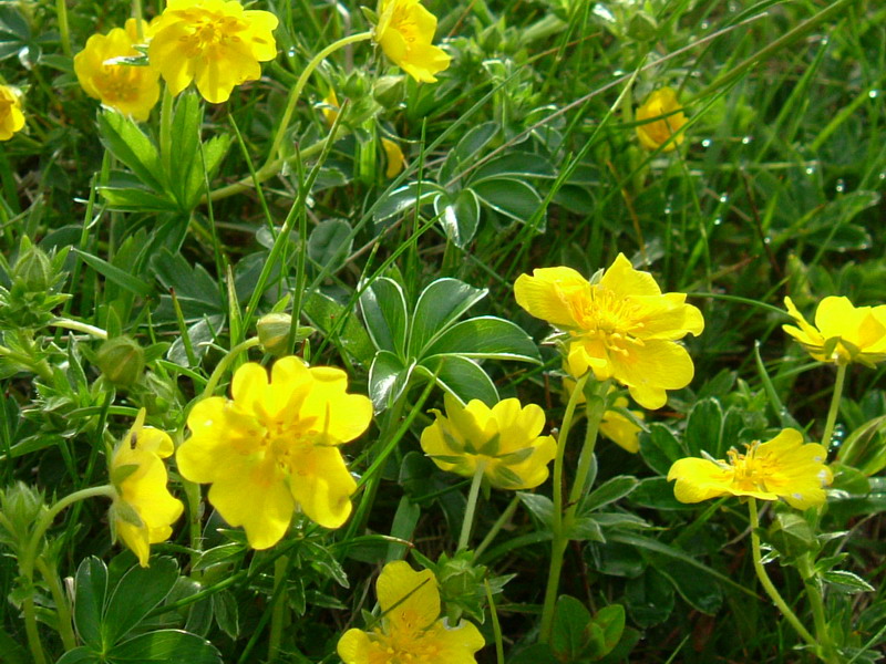 Potentilla crantzii